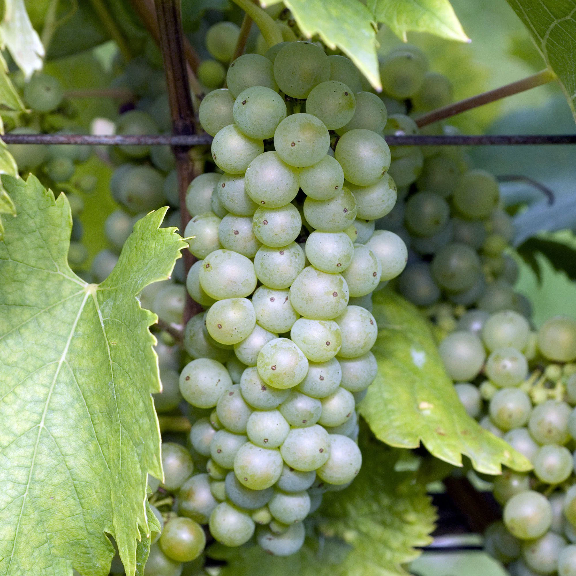 Garden Plants & Flowers