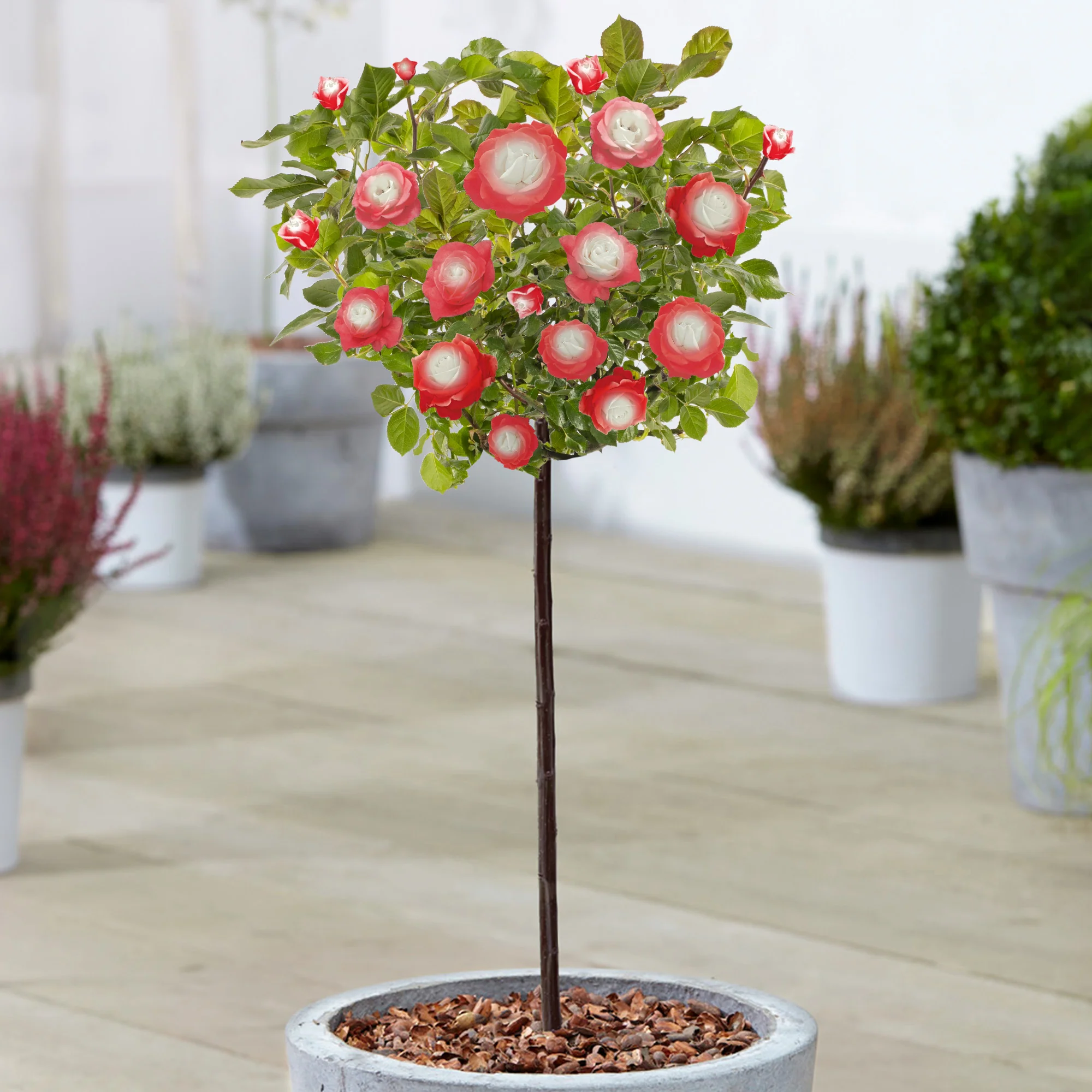 Popular Garden Plants